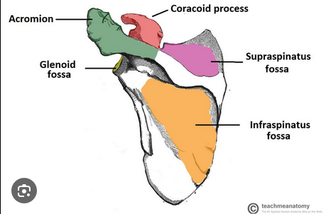 Screenshot-2026-03-30-at-10-35-37-scapul