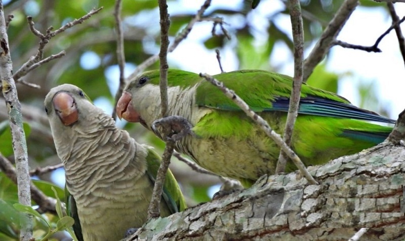 Quaker Parrots  Colors Mutation