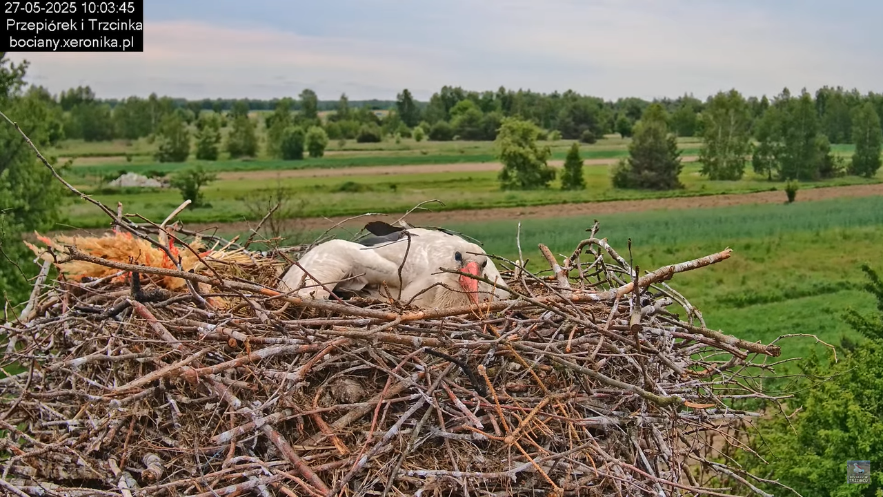 27052025bociany33