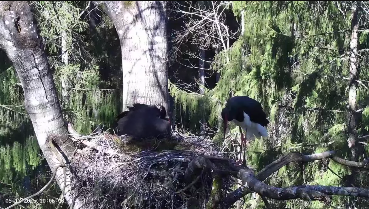 Ekrānuzņēmums 2025-05-13 101407