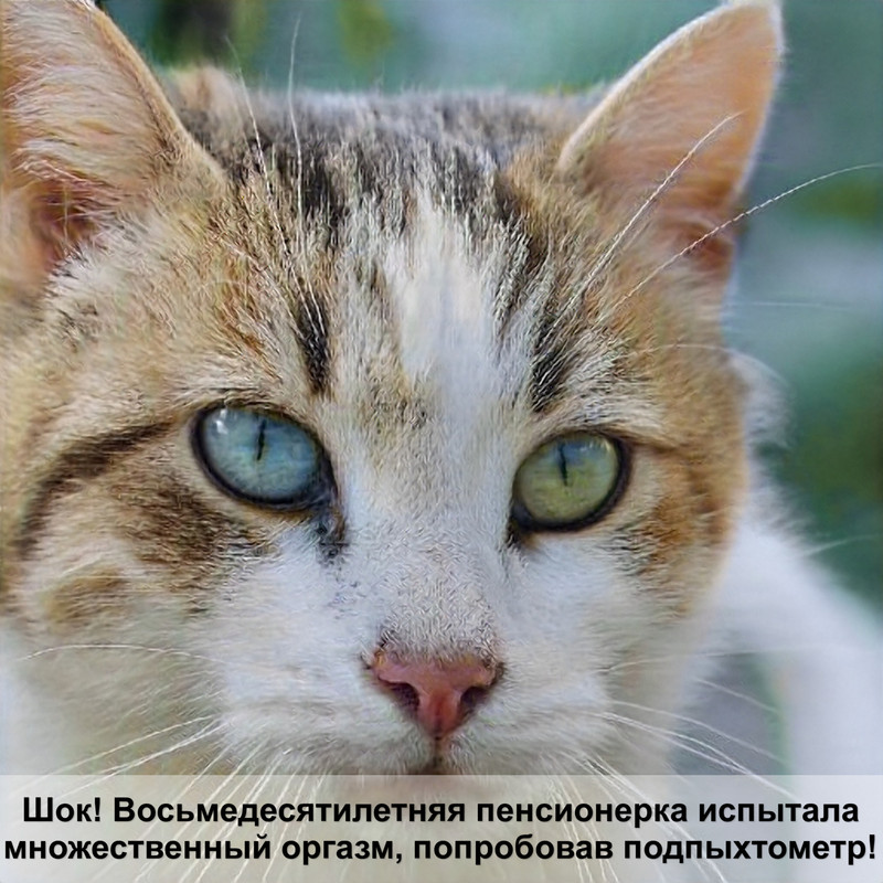 породы котов черного окраса