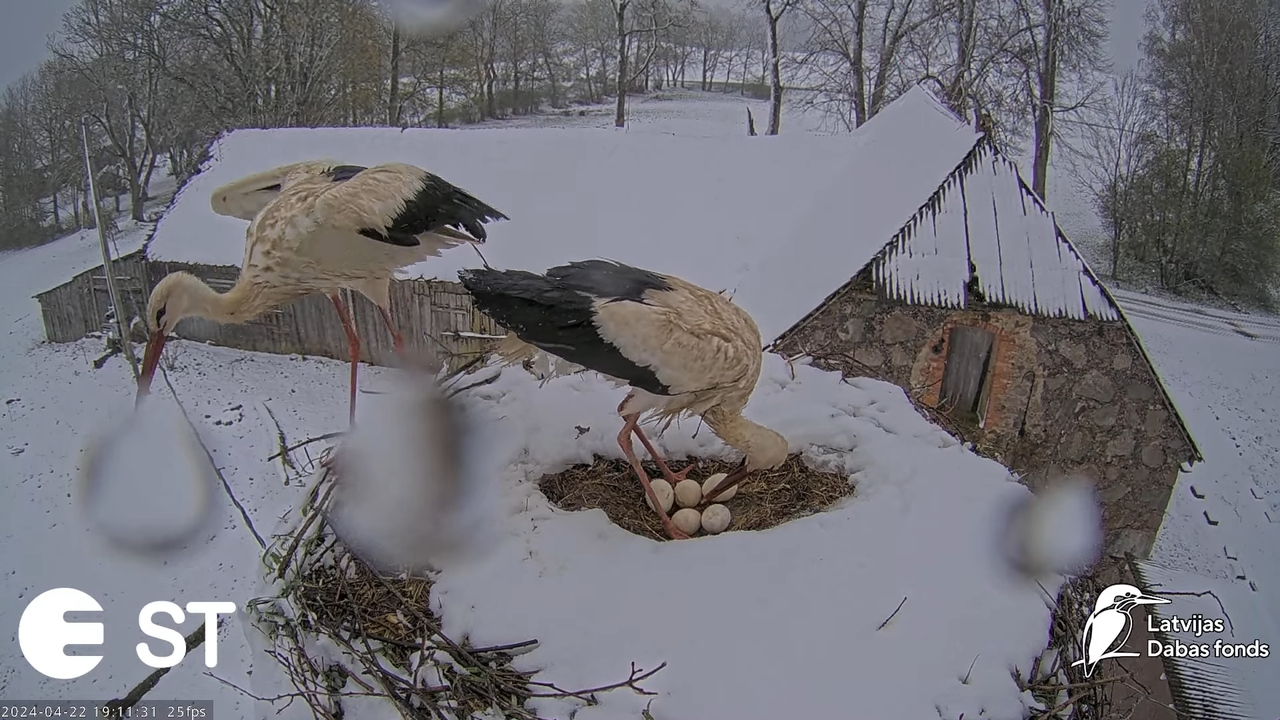 Baltie stārķi (Ciconia ciconia) Tukuma novadā - LDF tiešraide __ White storks in Tukums, Latvia 12-5