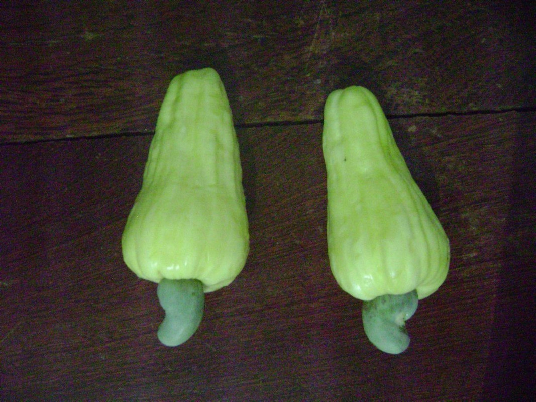 Giant Stripped Cashew
