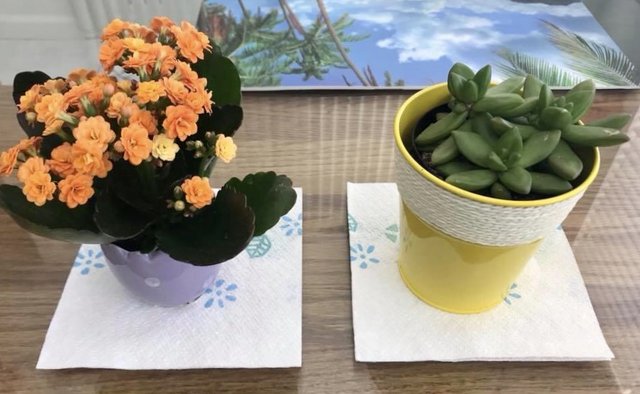 [Image: B8-CF829-F-0-A88-4860-8099-9-D719-A2-DA089.jpg]