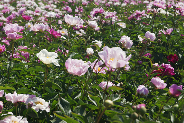 DSC06488