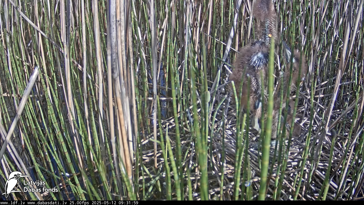 LDF Lielais dumpis (Botaurus stellaris) Zemītes pagastā 11-21-19 screenshot