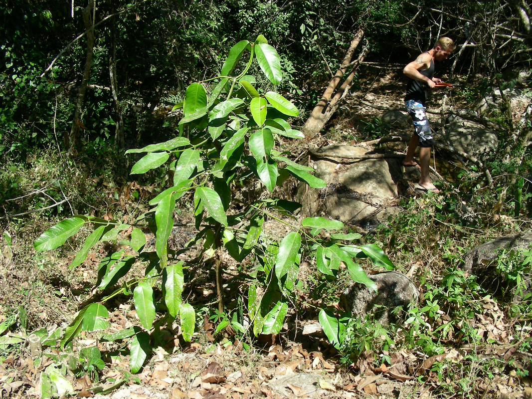 Garcinia cochinchinensis 