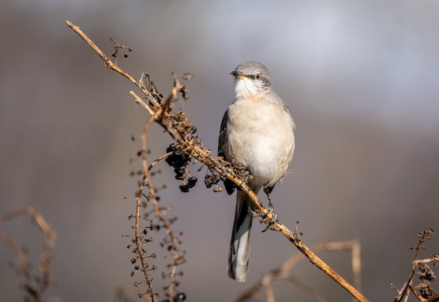 florida state Northern Mockingbird