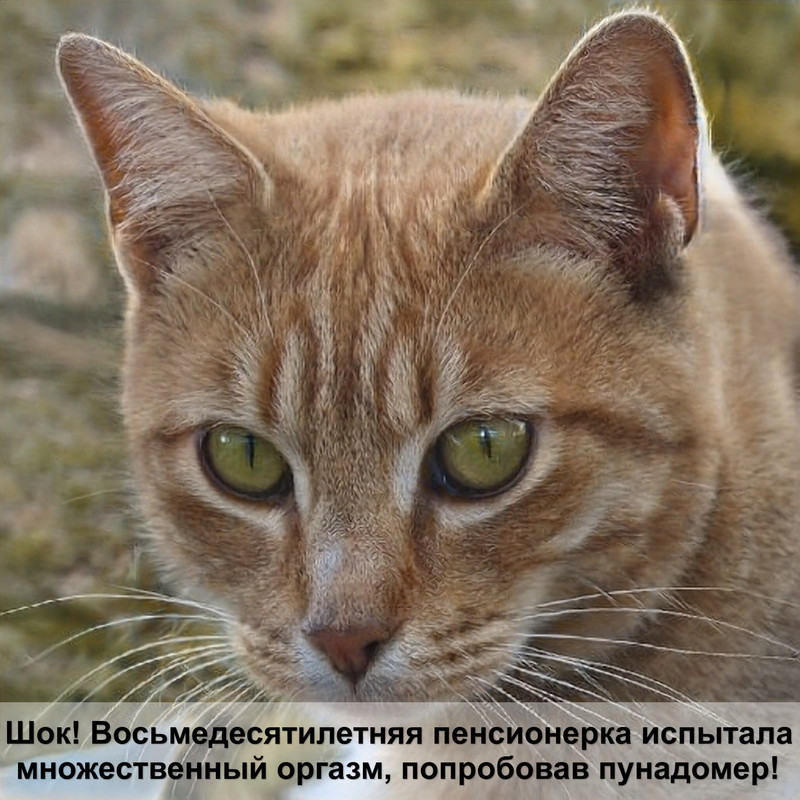 полулысые кошки название породы