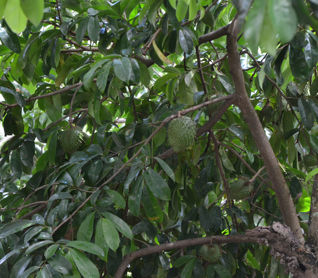 annona-muricata7__19930