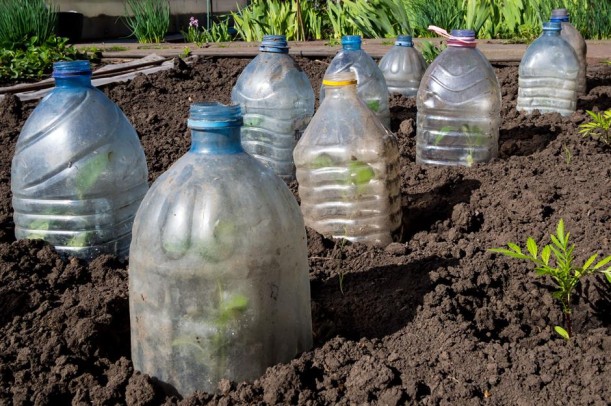 Best Garden Hacks to Try