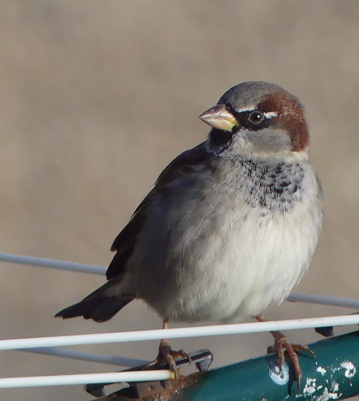 SPARROW 4