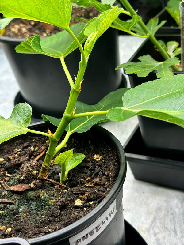 figs-893.jpg