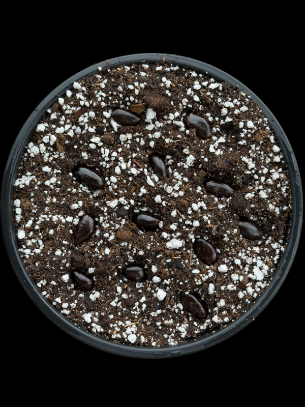 A scleroderma seeds wide view
