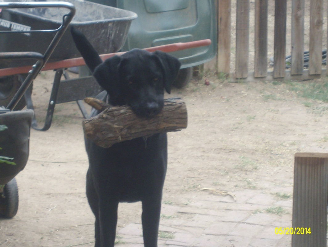 daisy loggin 003