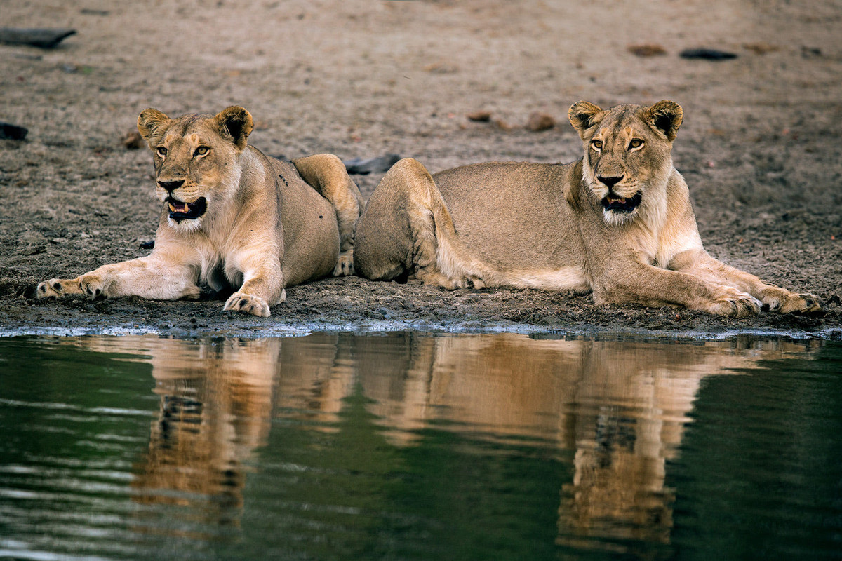 99px_ru_photo_288051_dve_lvici_u_vodi_fotograf_hisham_atallah