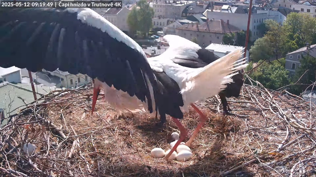 Živě z čapího hnízda na pivovarském komíně v Trutnově 7-26-29 screenshot