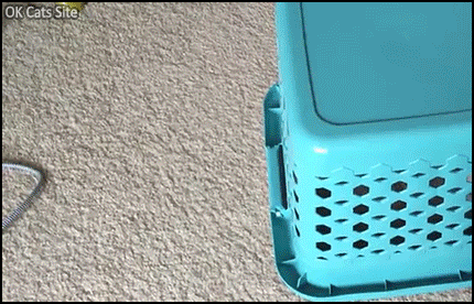 Funny-Cat-GIF-When-your-laundry-basket-is-self-loading-Helpful-cat-is-so-fast-and-funny-ok-cats.gif