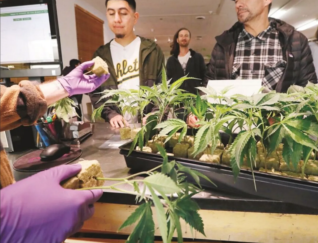 Tailandia prohíbe la marihuana después de dos años de legalizarla