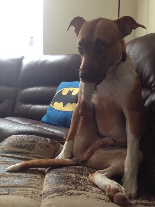 20 собак, которые делают странные вещи и это очень смешно