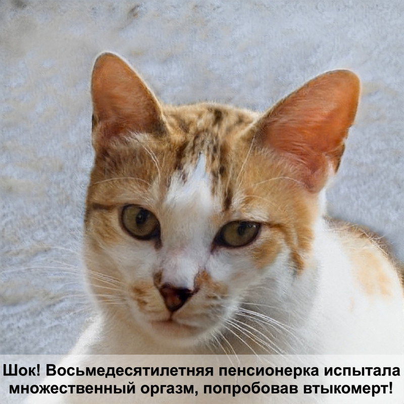 лысые кошки породы