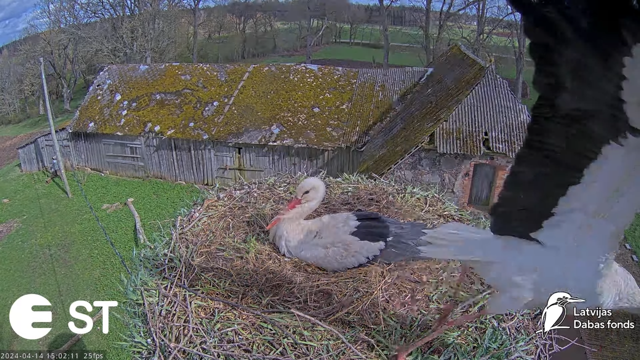 Baltie stārķi (Ciconia ciconia) Tukuma novadā - LDF tiešraide __ White storks in Tukums, Latvia 13-2