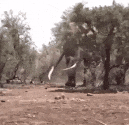 GIFs-11