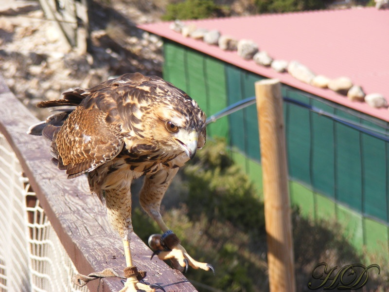 Animal-hawk-HD.jpg