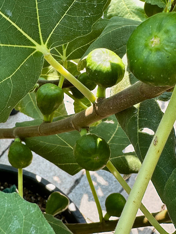figs-15.jpg
