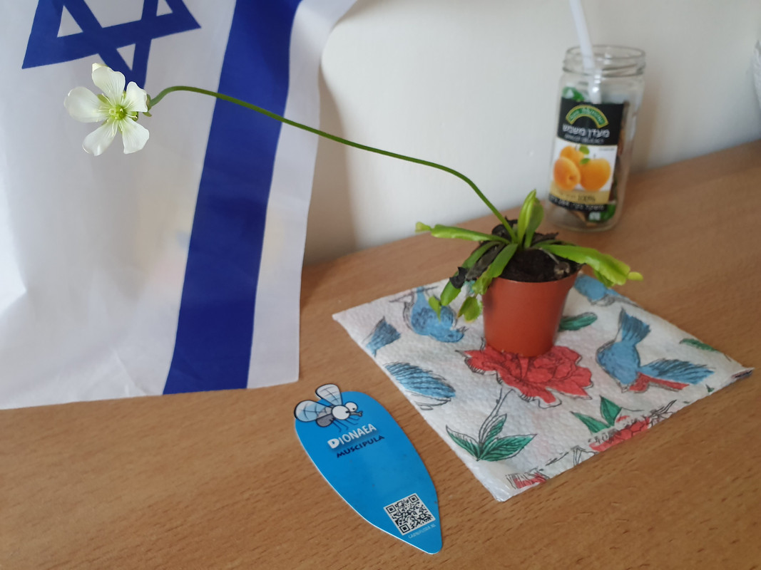 Цветущая мухоловка в хайфской квартире