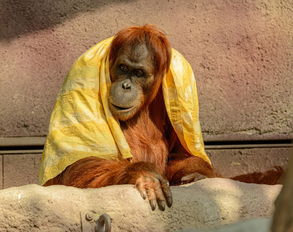 yellow-towel-monkey.jpg