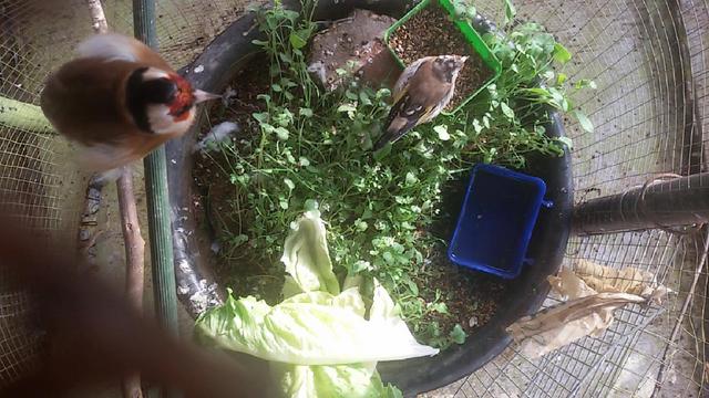صورة