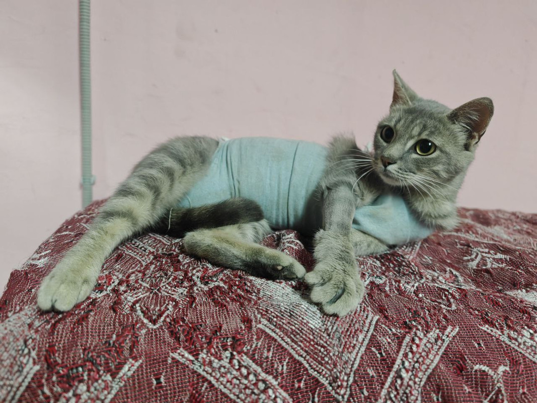 7aCEqjpAGyZsv3Cot0R5JMN_A6jkMTRT36hRBaR1AQArqWxWgZMpsJrrhd666RzjFMIMs_UGNPo0Pn5MI4ooR5P2