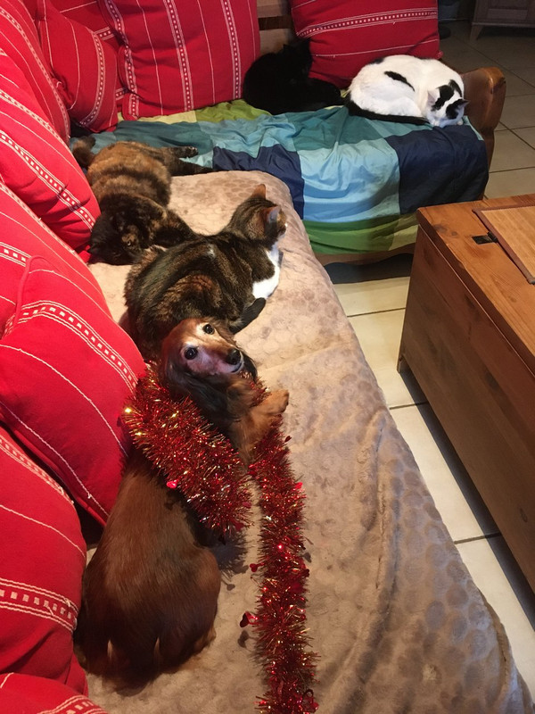 [Image: 25-CA602-A-C28-E-4-B61-B923-F10-C14770-A28.jpg]