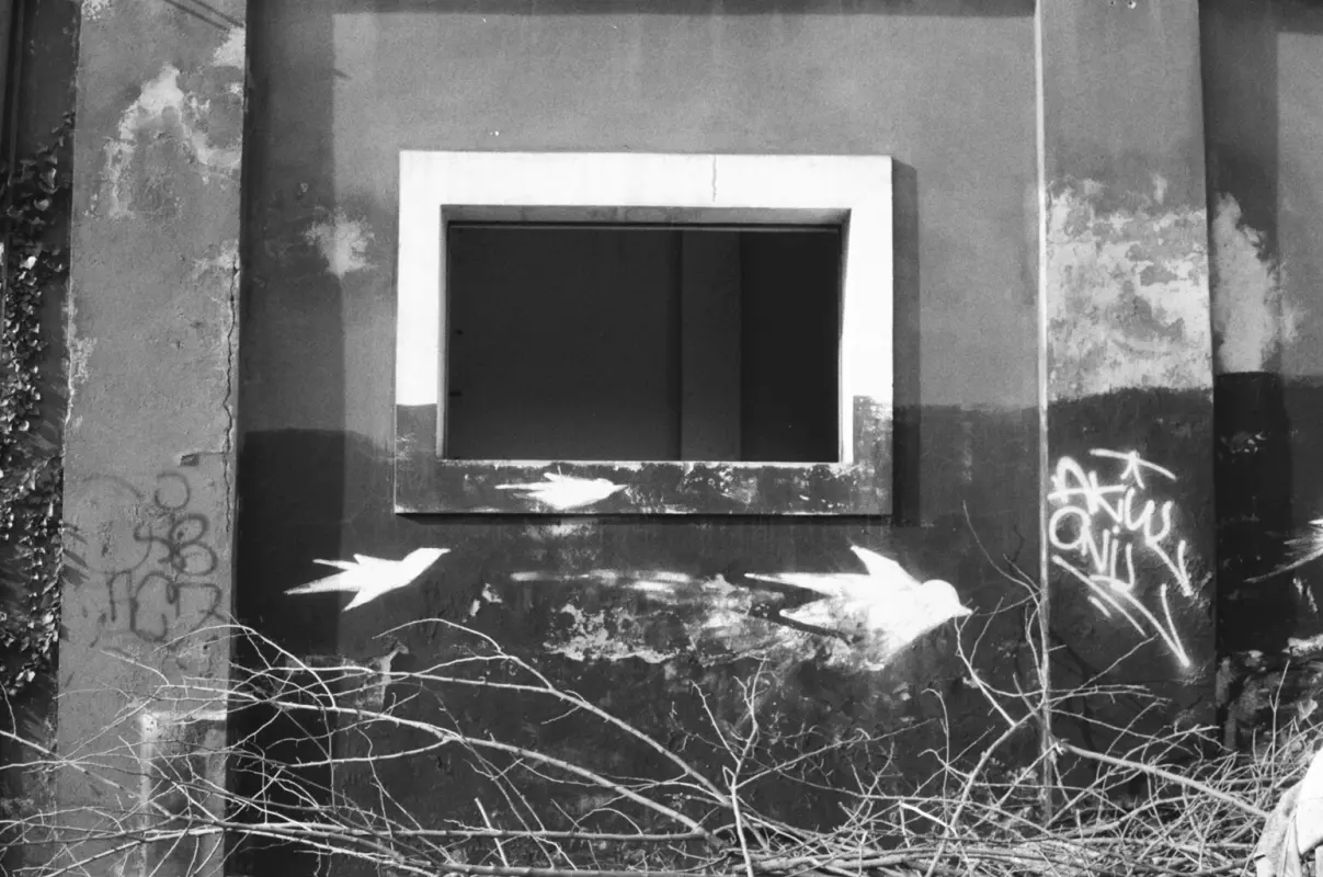 graffitied birds under a window of an abandoned building.