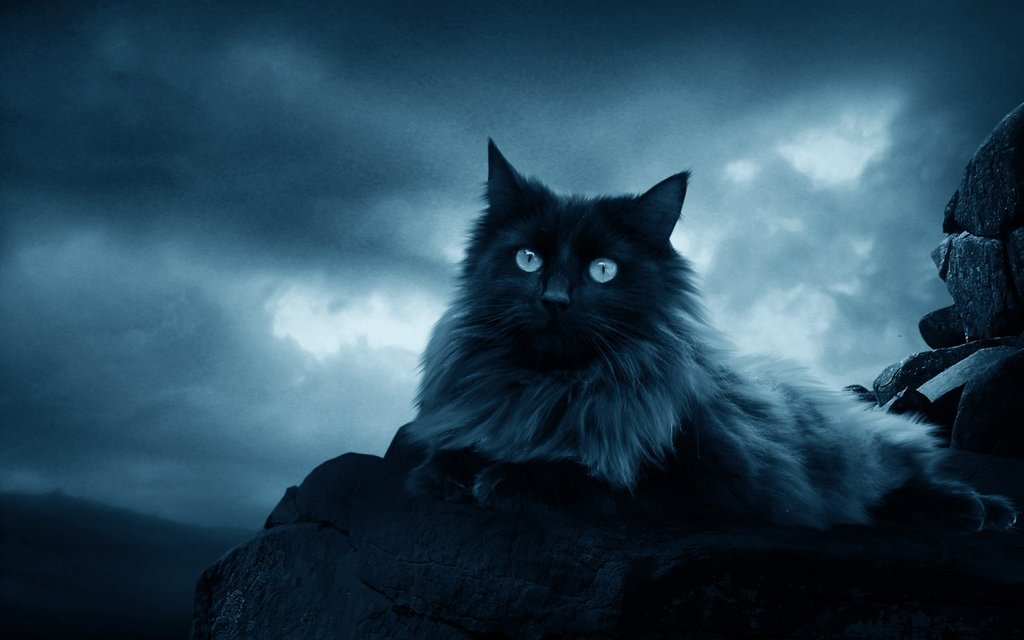 The-Black-Cat-by-moroka323