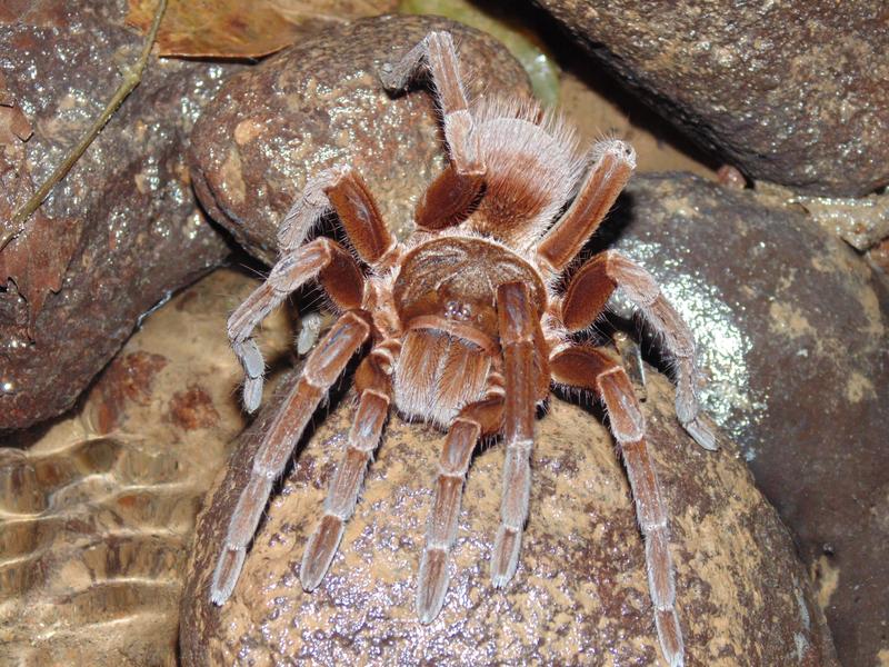 DE TORTUGAS Y PEREZOSOS. COSTA RICA 2019 - Blogs de Costa Rica - DIA 9: CAVERNAS DE VENADO (34)