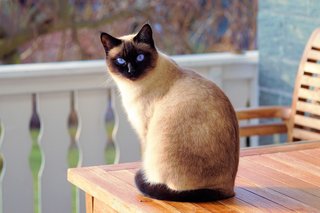50 FAKTA UNIK YANG JARANG DIKETAHUI TENTANG KUCING DOMESTIK, BIKIN KAGET DI TAHUN 2025