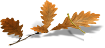 oie-transparent-6