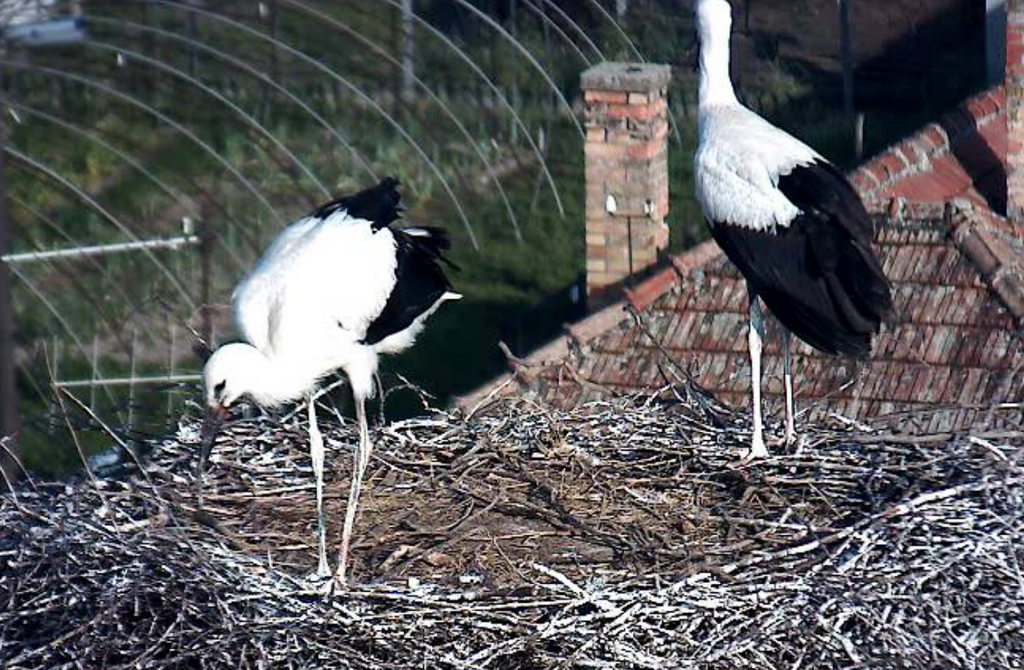 2019-07-02 18_22_09-Gólya kamera _ Röszkei Sporthorgász és Termé