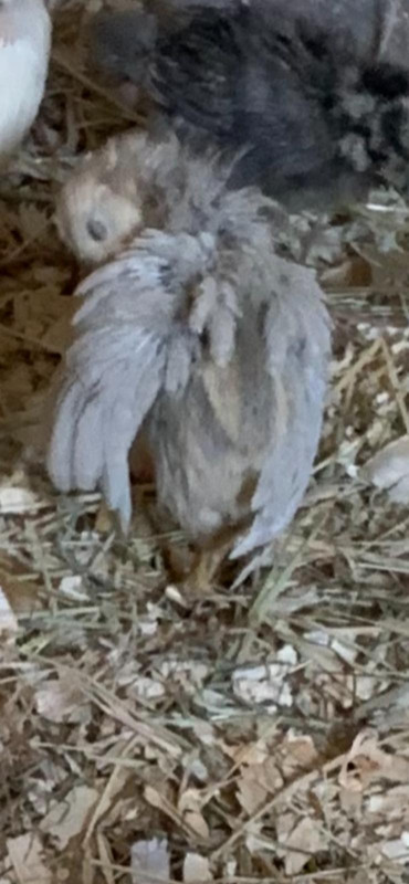 Araucana rumpless