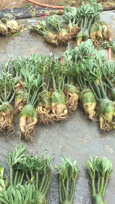 thai-soco-adenium-bigger-seedlings.jpg