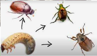 beetles