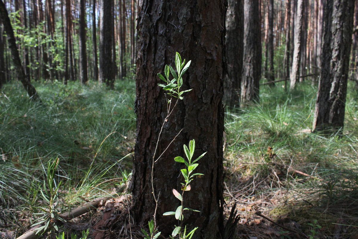 Шумовец 25 0601_15