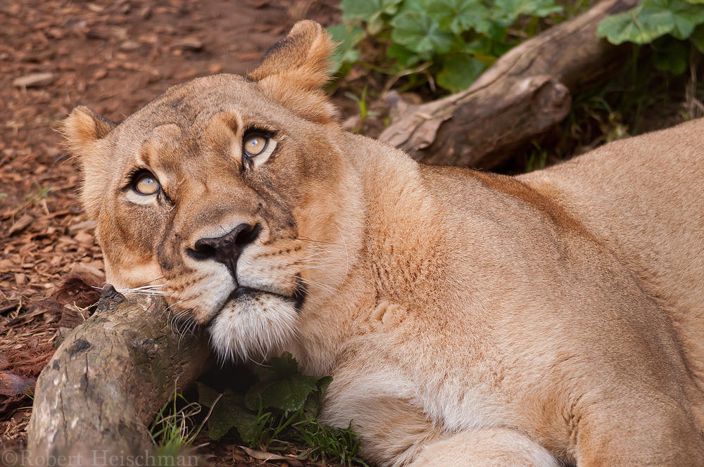 african-lioness-0084-by-robbobert-d9fbivm-fullview.jpg