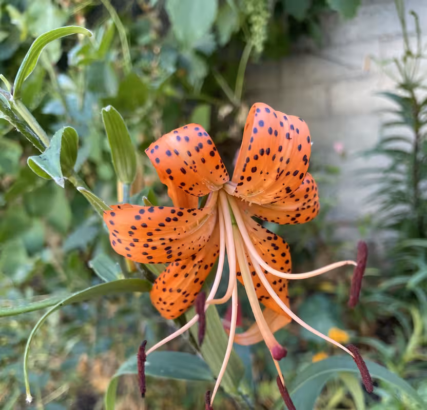 27E61D56-8EFD-471A-A397-BE138A4EE9A8_1_201_a