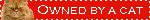 owned_by_a_cat.gif