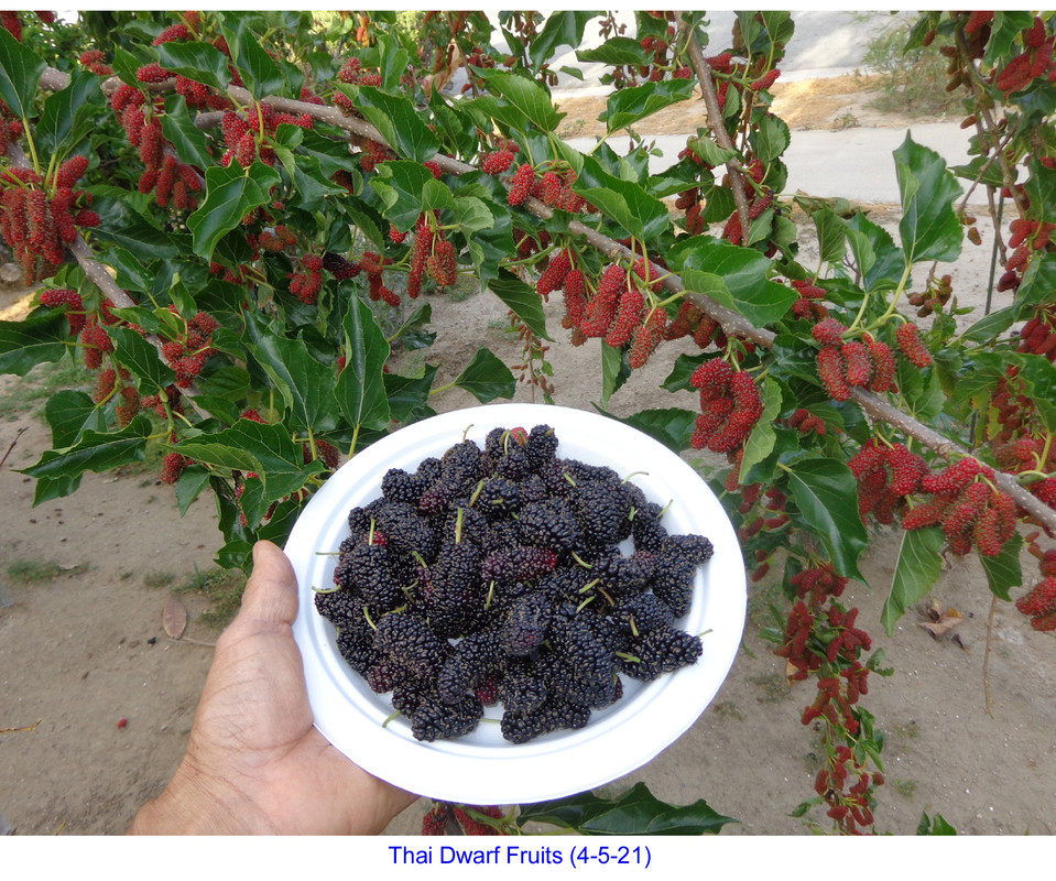 Thai_Dwarf (4-4-21)pic4