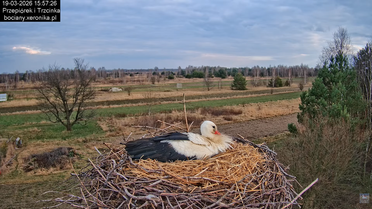 19032026 Powrót Przepiórka 15