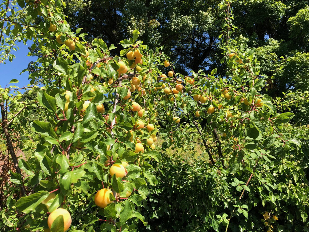 plums-aug-2020.jpg